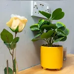 Tranquil Studio In Harlesden